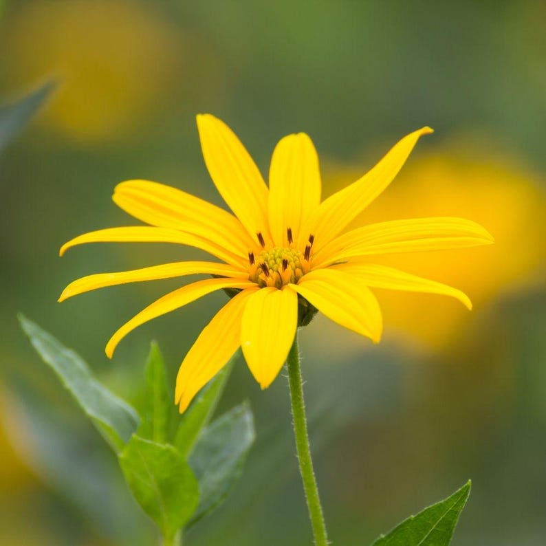 May include: A bright yellow flower with long, slender petals radiating from a central disk. The flower is supported by a thin, green, textured stem with several green leaves visible at the base, set against a soft, out-of-focus green background.