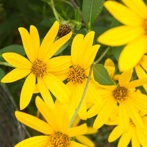 May include: A cluster of bright yellow flowers with multiple pointed petals and textured, brownish-yellow centers. The blooms are surrounded by green leaves and thin, light green stems, capturing a natural, outdoor botanical scene in full bloom.