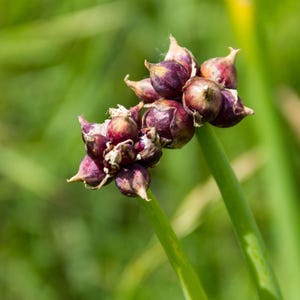 May include: A cluster of small, dark purple bulbils growing at the top of a green stalk. The bulbils are rounded with pointed tips, exhibiting a deep reddish-purple hue with some lighter areas. The structure is attached to a smooth, green stem.
