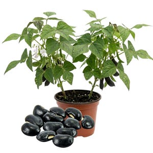 May include: A potted plant with green leaves and small white flowers. Dark purple bean pods are visible on the plant. A pile of black beans with a white spot are in front of the pot. The pot is brown.