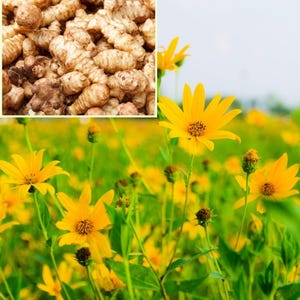 0.5-1 lb Jerusalem Artichoke Tubers for Planting, Sunchoke Roots, Easy Garden Crop, Edible Garden Favorite image 1