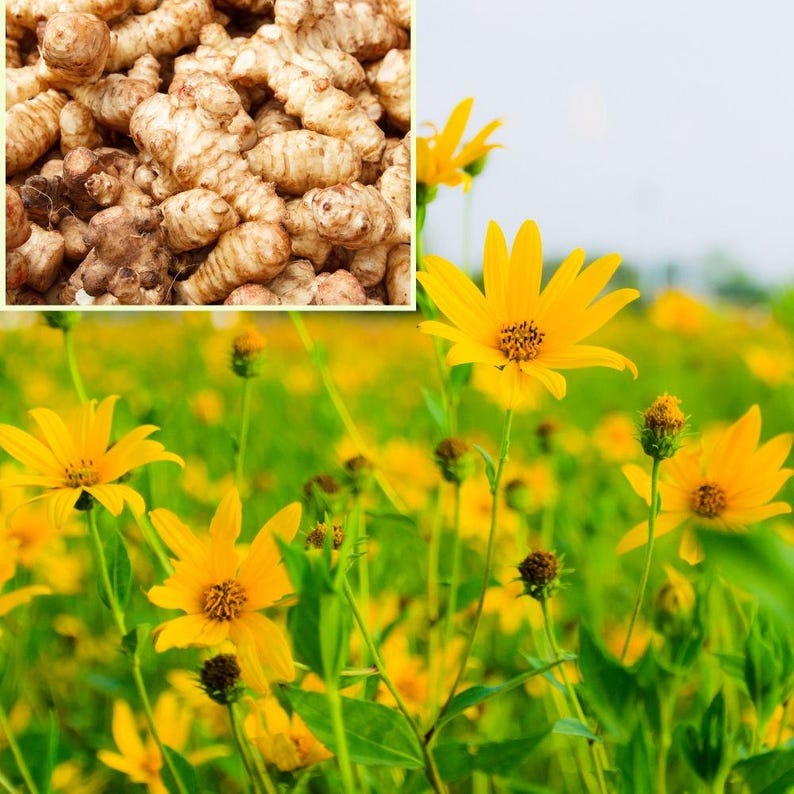 0.5-1 lb Jerusalem Artichoke Tubers for Planting, Sunchoke Roots, Easy Garden Crop, Edible Garden Favorite image 1