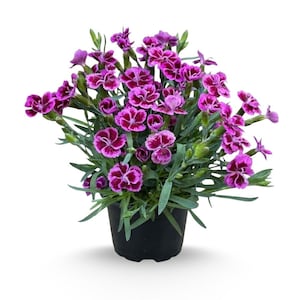 Dianthus Live Plant - Etsy