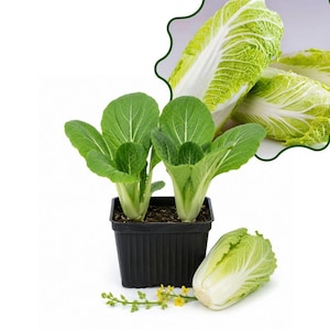 May include: Two green bok choy plants growing in a square black plastic pot, accompanied by three whole napa cabbage heads and a small sprig of yellow flowers. The plants feature broad, vibrant green leaves with thick, pale white stems.