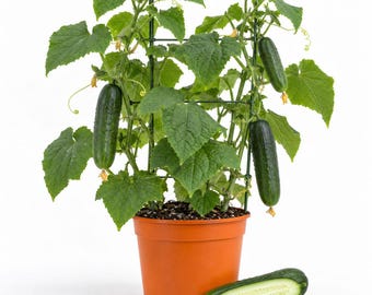 May include: A cucumber plant growing in an orange plastic pot with a green wire trellis. The plant features large green leaves, a small yellow flower, and three whole dark green cucumbers. One sliced cucumber rests in front of the pot.
