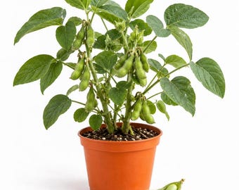 May include: A green soybean plant with multiple pods growing in a terracotta-colored plastic pot. The plant features broad, trifoliate leaves and several clusters of fuzzy, light green pods. A single open pod with three round seeds lies in front.