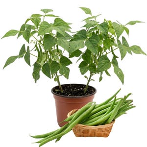 May include: Two green bean plants in a brown pot with green leaves and bean pods. A woven basket holds a pile of fresh green beans, with some spilling out. The background is white.