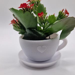 Pode incluir: Uma pequena planta em vaso com flores vermelhas e folhas verdes num vaso branco em forma de ch&aacute;vena com um design de cora&ccedil;&atilde;o. A ch&aacute;vena assenta num pires a condizer, tudo sobre um fundo branco.