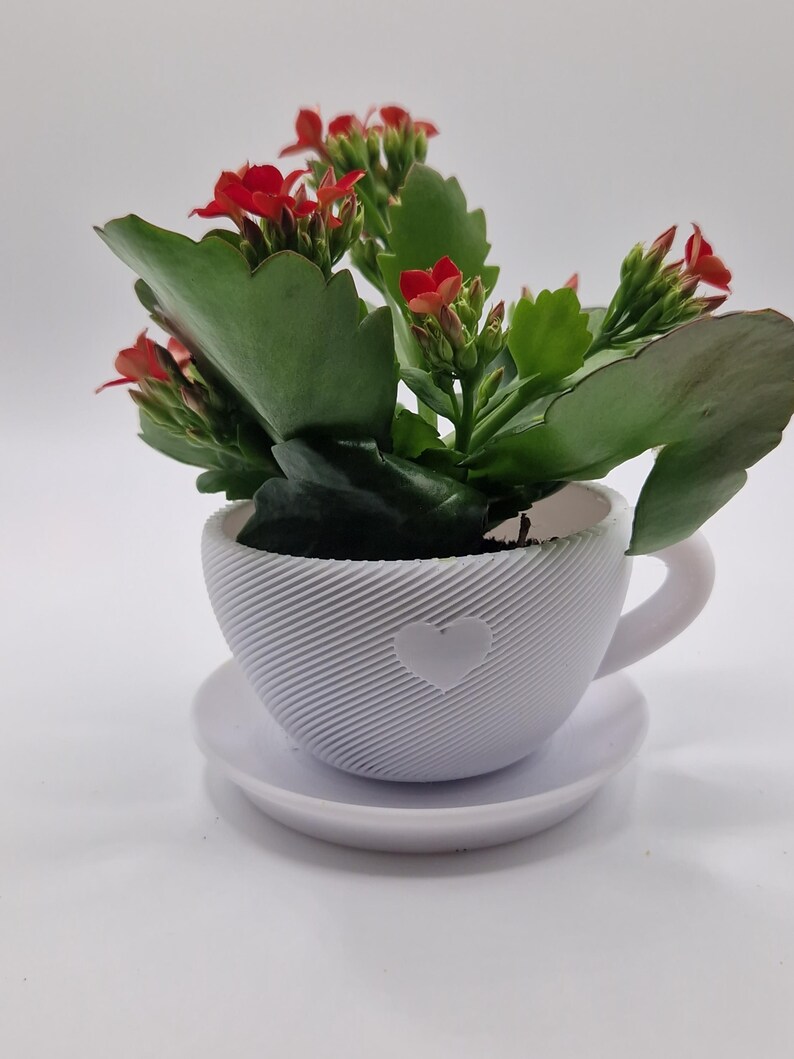 Pode incluir: Uma pequena planta em vaso com flores vermelhas e folhas verdes num vaso branco em forma de ch&aacute;vena com um design de cora&ccedil;&atilde;o. A ch&aacute;vena assenta num pires a condizer, tudo sobre um fundo branco.
