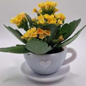 Pode incluir: Uma pequena planta em vaso com flores amarelas vibrantes e folhas verdes. A planta est&aacute; numa ch&aacute;vena azul clara com um design de cora&ccedil;&atilde;o branco, sobre um pires a condizer. O fundo &eacute; branco liso.