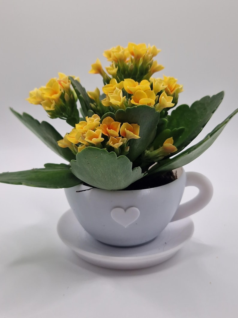 Pode incluir: Uma pequena planta em vaso com flores amarelas vibrantes e folhas verdes. A planta est&aacute; numa ch&aacute;vena azul clara com um design de cora&ccedil;&atilde;o branco, sobre um pires a condizer. O fundo &eacute; branco liso.
