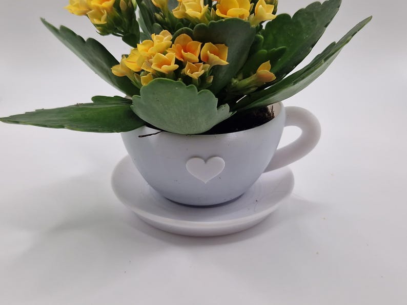 Pode incluir: Uma pequena planta em vaso com flores amarelas e folhas verdes num vaso branco em forma de ch&aacute;vena com um desenho de cora&ccedil;&atilde;o. A ch&aacute;vena de ch&aacute; assenta num pires a condizer. O fundo &eacute; branco.