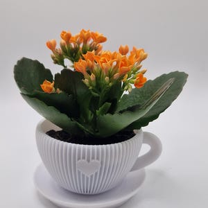 Pode incluir: Uma planta de Kalanchoe com flores laranja vibrantes e folhas verdes escuras. Est&aacute; plantada num vaso branco, canelado, em forma de ch&aacute;vena com um cora&ccedil;&atilde;o, sobre um pires a condizer. O fundo &eacute; branco.