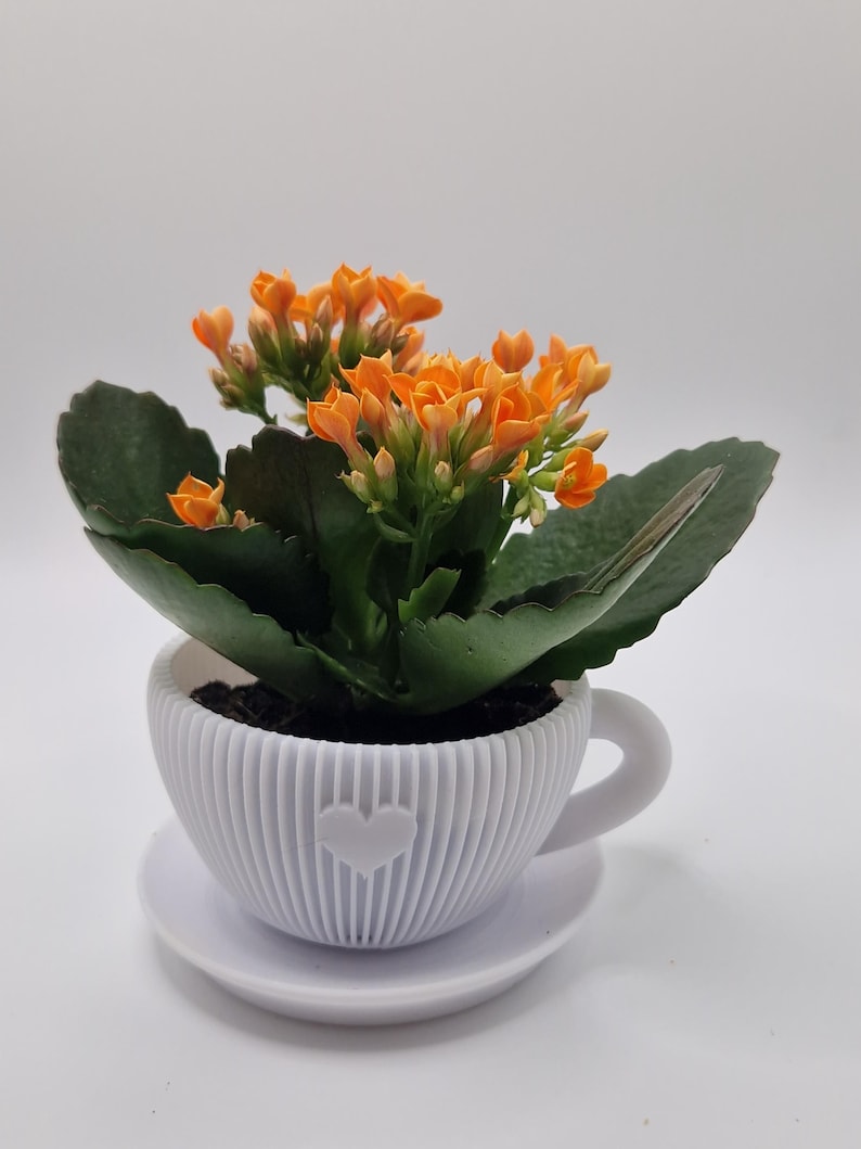 Pode incluir: Uma planta de Kalanchoe com flores laranja vibrantes e folhas verdes escuras. Est&aacute; plantada num vaso branco, canelado, em forma de ch&aacute;vena com um cora&ccedil;&atilde;o, sobre um pires a condizer. O fundo &eacute; branco.