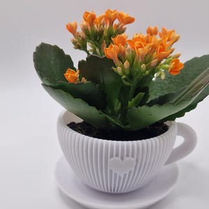 Pode incluir: Uma pequena planta em vaso com flores laranja vibrantes e folhas verdes escuras. A planta est&aacute; num vaso branco em forma de ch&aacute;vena com um design de cora&ccedil;&atilde;o, sobre um pires a condizer. O vaso tem uma textura canelada.