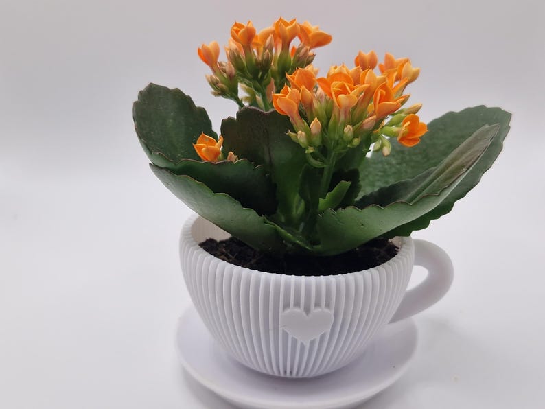 Pode incluir: Uma pequena planta em vaso com flores laranja vibrantes e folhas verdes escuras. A planta est&aacute; num vaso branco em forma de ch&aacute;vena com um design de cora&ccedil;&atilde;o, sobre um pires a condizer. O vaso tem uma textura canelada.