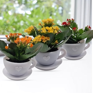 Pode incluir: Tr&ecirc;s pequenas plantas em vasos em x&iacute;caras de ch&aacute; brancas com pires. As plantas t&ecirc;m flores laranja, amarelas e vermelhas. As x&iacute;caras de ch&aacute; t&ecirc;m um desenho de cora&ccedil;&atilde;o e est&atilde;o em uma superf&iacute;cie branca perto de uma janela.