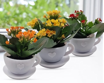 3er Set Kalanchoe in Herz-Tassen | Flammendes Käthchen Zimmerpflanzen Set | Mini Sukkulenten im Keramiktopf | Geschenkidee für Frauen & Deko
