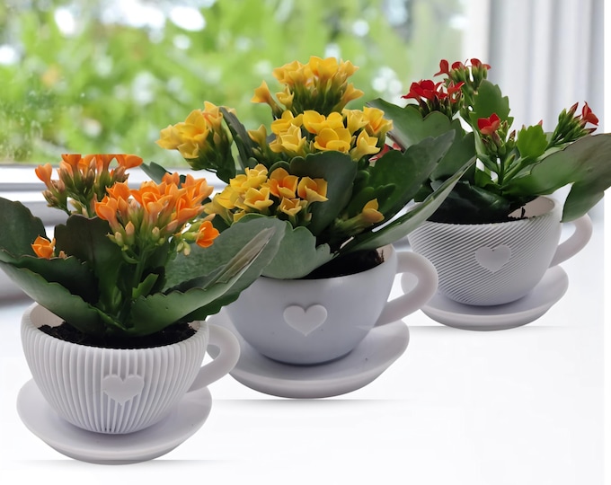 3er-Set Kalanchoe in Herz-Töpfen