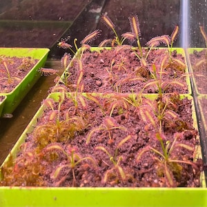 May include: Close-up of several small carnivorous plants, likely sundews, growing in green plastic trays. The plants have reddish leaves and stems, with tiny, glistening droplets. The soil is dark brown, and the overall scene is well-lit.