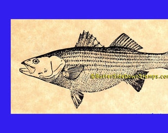 Striped Bass Game Fish Rubber Stamp