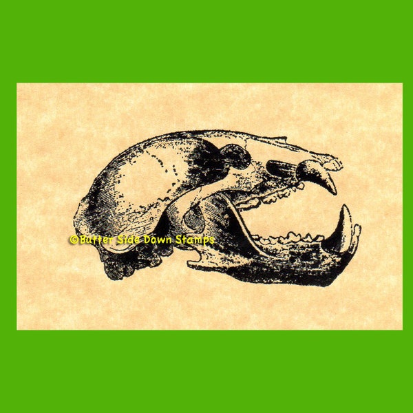 Black Bear Skull Ursus americanus Rubber Stamp