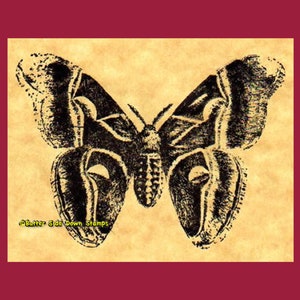 Cynthia Moth Rubber Stamp
