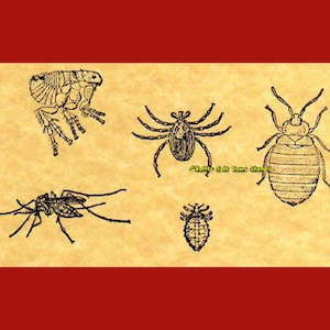 Bloodsucker Collection Rubber Stamps: Bedbug, Tick, Flea, Louse, Mosquito