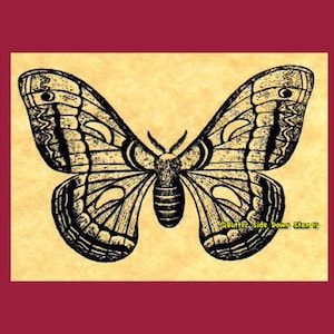 Cecropia Moth Rubber Stamp