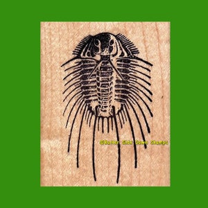 Acidaspis Fossil Trilobit Stempel