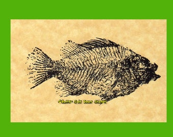 X線骨！大型で天然のディプロミスタス魚化石 ワイオミング州産 623g