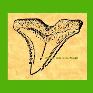 Fossil Hemipristis Shark Tooth Rubber Stamp