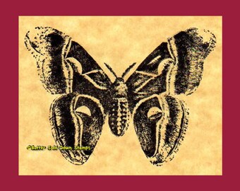 Cynthia Moth Rubber Stamp