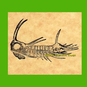 Sello de goma de trilobites de Arges