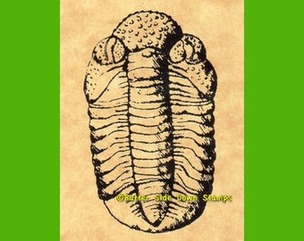 Phacops rana Fossil Trilobite Rubber Stamp