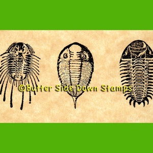 3 Mini Trilobite Rubber Stamp Set 1