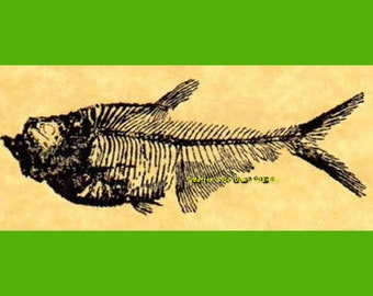 Diplomystus Eocene Green River Fossil Fish Rubber Stamp