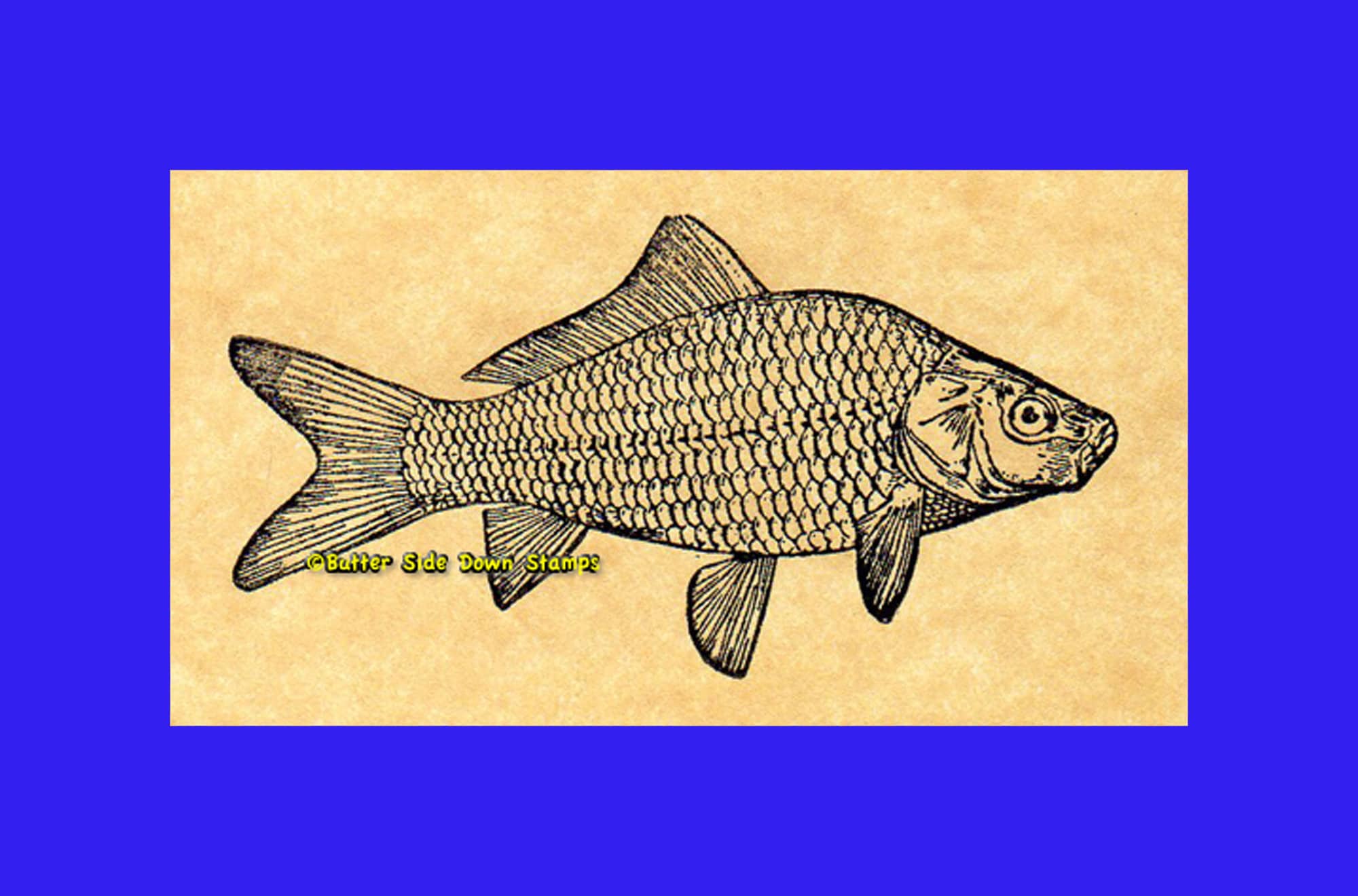 Carp Freshwater Fish Rubber Stamp Etsy