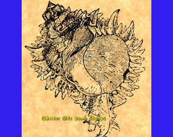 Regal Murex Seashell Rubber Stamp