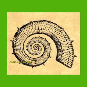 Crioceras Ammonite Rubber Stamp