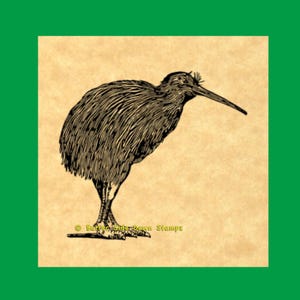 Tampon en caoutchouc Apteryx oiseau kiwi