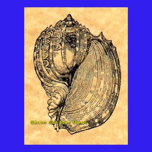 May include: A black and white illustration of a seashell on a beige background. The shell has a spiral shape with intricate details. The text "Butter Side Down Stamps" is at the bottom of the image.