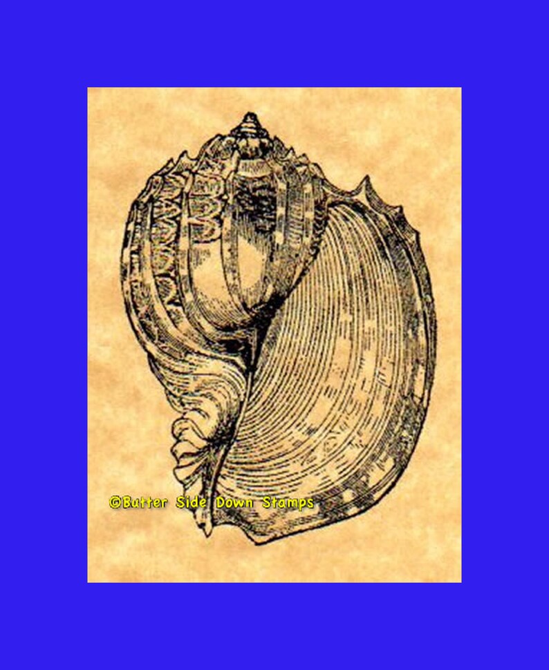 May include: A black and white illustration of a seashell on a beige background. The shell has a spiral shape with intricate details. The text "Butter Side Down Stamps" is at the bottom of the image.