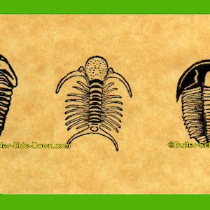 Puede incluir: Tres ilustraciones en blanco y negro de trilobites, un artrópodo marino extinto. Los trilobites se muestran en diferentes vistas, una mostrando el lado dorsal, otra mostrando el lado ventral y otra mostrando la vista lateral.