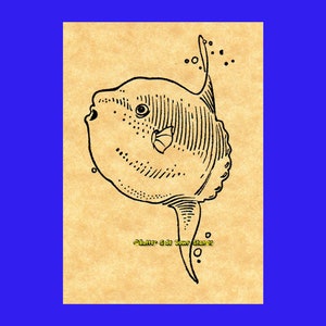 Ocean Sunfish Rubber Stamp