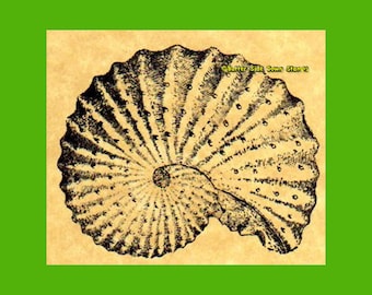 Scaphites Ammonite Rubber Stamp