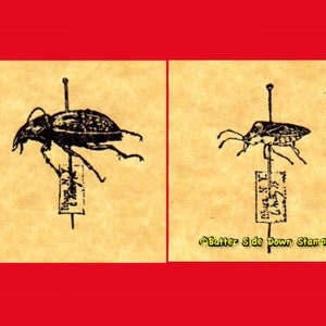 Könnte beinhalten: Zwei schwarz-weiße Insektenillustrationen auf beigefarbenem Hintergrund. Die Insekten sind mit einem Etikett darunter auf eine Oberfläche gesteckt. Das Etikett links lautet "Tribolium" und das Etikett rechts lautet "Rhyparochromus". Der Text "Butter Side Down Stamps" befindet sich unten im Bild.