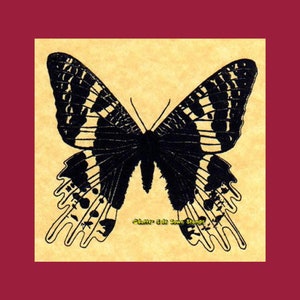 Madagascan Sunset Moth Chrysiridia rhipheus Rubber Stamp