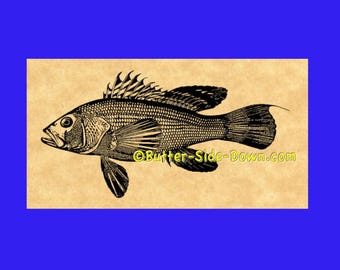 Black Sea Bass Rubber Stamp