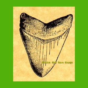 Carcharodon Megalodon-tandrubberstempel (sm)